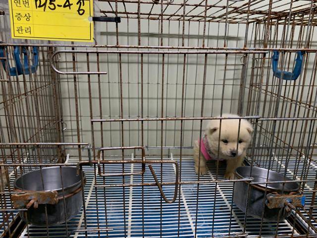 경기 양주 서울동물구조관리협회에서 보호하던 강아지. 고은경 기자