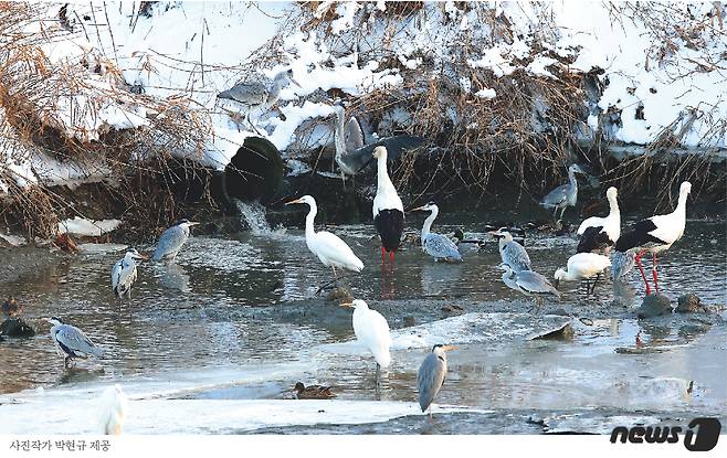 전북 고창군 해안가와 갯벌 곳곳에서 최근 천연기념물 황새 무리가 목격돼 눈길을 끌고 있다.(사진제공 박현규 사진작가) © 뉴스1