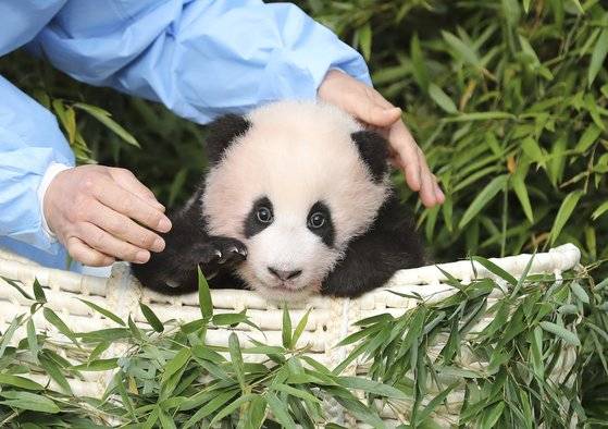 생후 100일 무렵의 푸바오. [중앙포토]