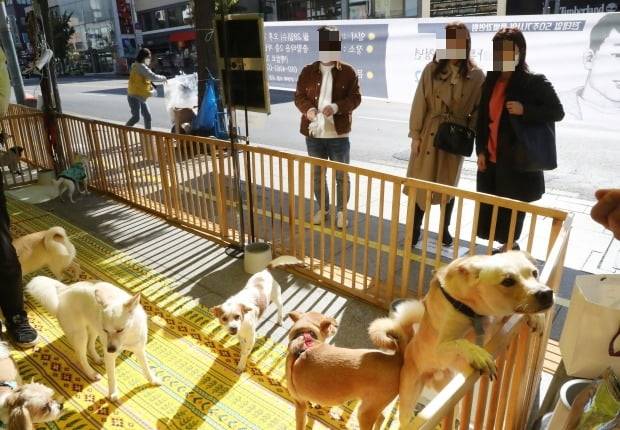 순천 동물병원에서 유기견 100여마리를 '고통사' 했다는 의혹이 제기됐다. 사진은 유기견 입양행사에서 반려인을 기다리는 유기견들의 모습. 사진은 기사와 무관함. /사진=연합뉴스