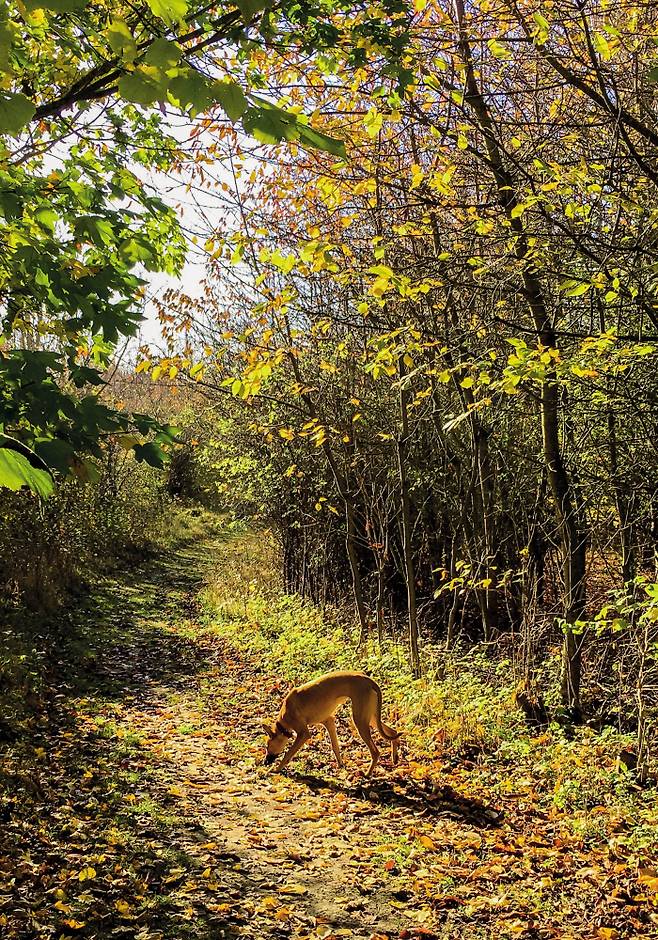 에마 미첼은 반려견 애니(사진)와 함께 집 주며을 산책하며 식물을 관찰했다. 우울증을 치유하는 일이기도 했다. 푸른숲 제공