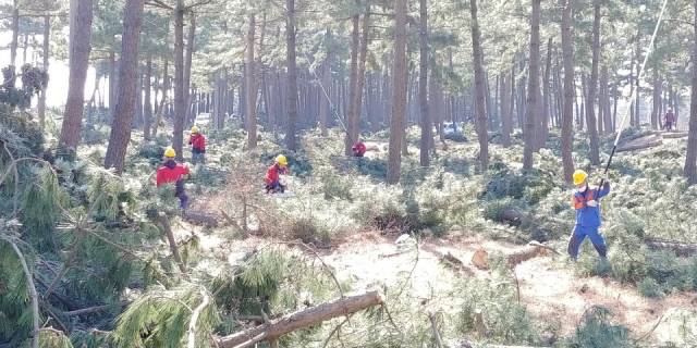 강원도가 올해부터 숲가꾸기 사업 등에서 발생하는 미이용 산림바이오매스를 활용한 사업을 본격적으로 추진한다. 산림 관계자들이 양양의 한 야산에서 공공산림가꾸기 사업을 진행하고 있다. 강원도 제공