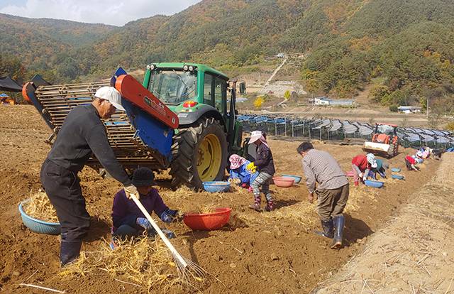 ▲인삼수확. ⓒ영월군