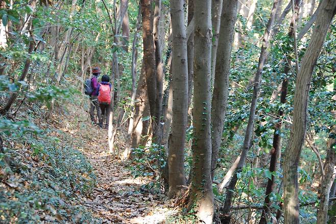 대신리에서 조망바위로 가는 길은 숲이 울창해 주변 지형을 살피기 힘들 정도다.