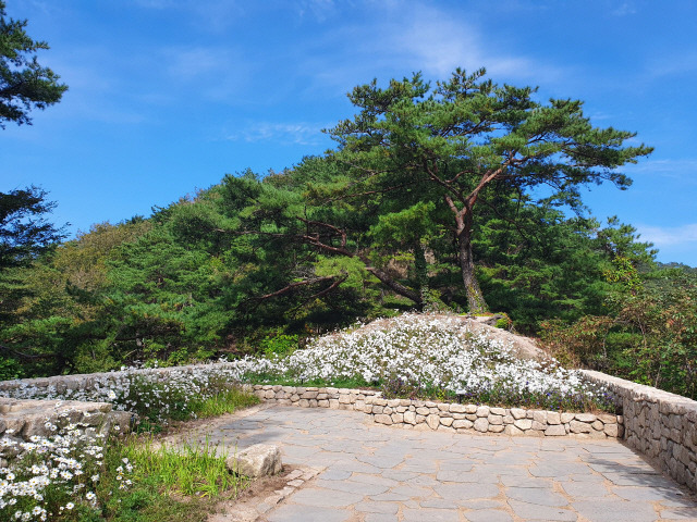 지난해 제5회 야생화명소로 조성된 포천 산정호수 사업지. 사진제공=국립수목원