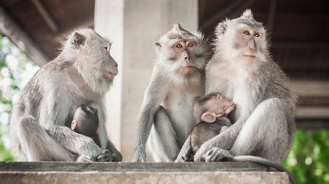인도네시아 발리의 한 사원에 모여있는 원숭이 무리 자료사진 123rf.com