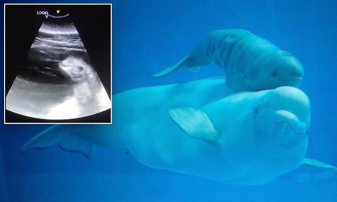 “아기 흰고래 예쁘죠?” 美 공원, 벨루가 태아 초음파 영상 공개