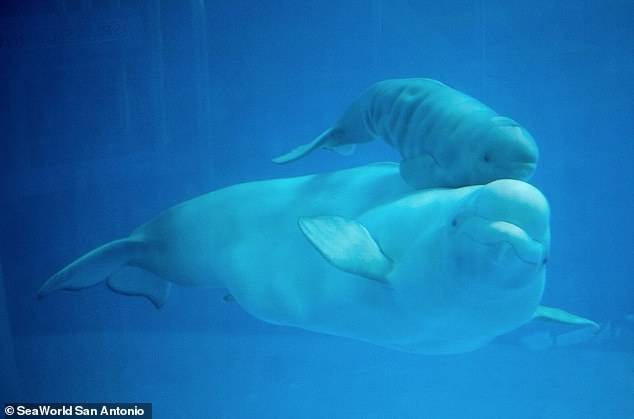 벨루가 어미 루나와 새끼 케나이가 함께 물 속을 헤엄치는 모습.(사진=시월드 샌안토니오)