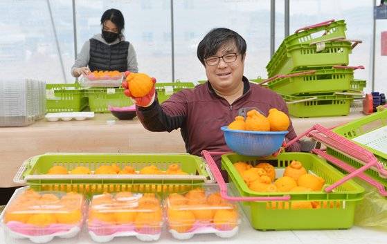 강경섭씨가 수확한 한라봉을 포장하고 있다. 프리랜서 김성태