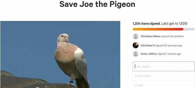 비둘기 '조'의 안락사를 막아달라는 청원까지 등장했다./사진=청원 홈페이지 캡쳐