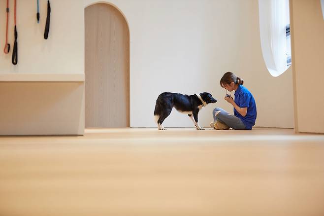 소노호텔&리조트의 반려견 클래스에선 1:1 고객 맞춤형 상담도 해준다.