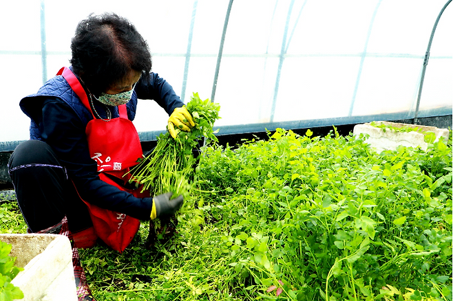 의령군 가례면 김수용씨 밭미나리 하우스에서 수확하는 모습. 의령군청 제공