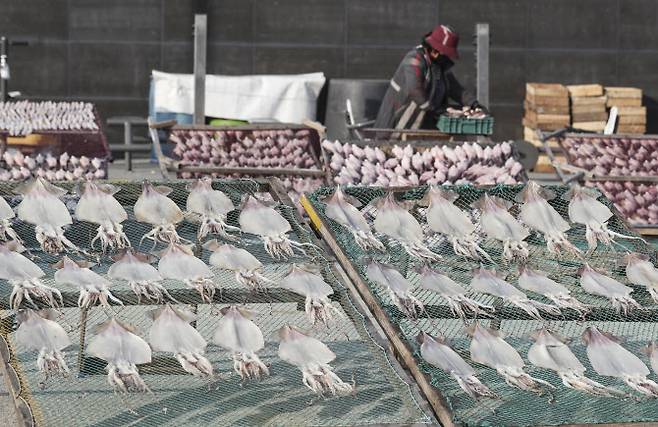 부산 한 지역에서 오징어, 가자미, 가오리 등 생선을 말리고 있다. (사진=연합뉴스)