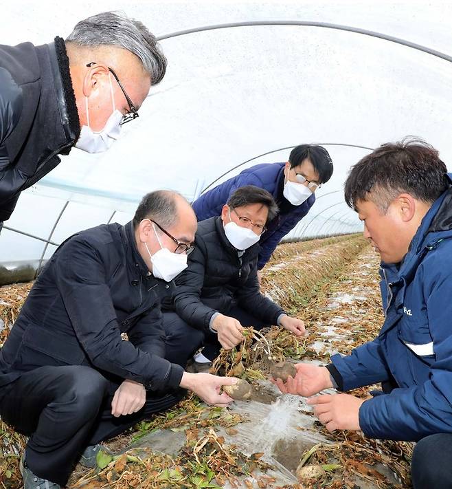 농협중앙회 유찬형 부회장(사진 왼쪽 두번째)이 15일 전북 김제시 광활농협 관내 시설감자 재배농가를 방문하여 폭설 한파 피해상황을 살펴보고 현장 의견을 청취하고 있다. 농협 제공