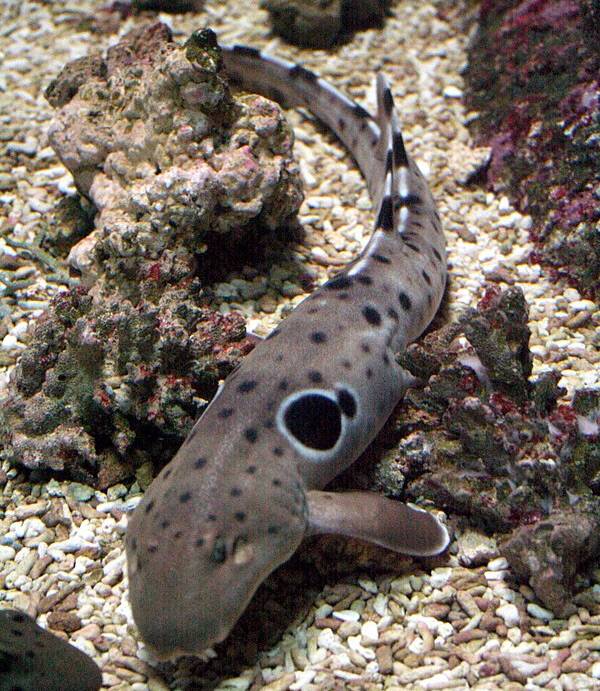 호주 대산호초 주변에서 주로 서식하는 ‘에퍼렛 상어’. 성체의 몸 길이는 약 1m이다.   위키피디아 제공