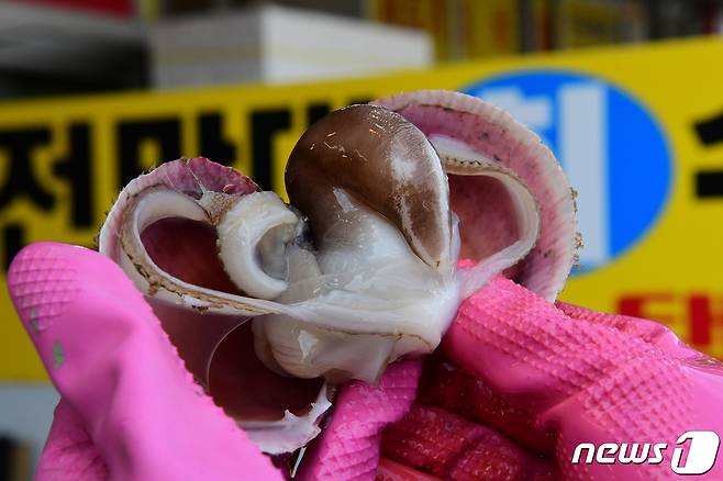 제18회 홍성 남당항 새조개축제가 오는 23일부터 3월 31일까지 온라인으로 개최된다.© 뉴스1