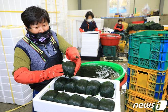 장흥군 대덕읍 내저마을 어민들이 제철을 맞아 수확된 매생이 손질에 나섰다.(장흥군 제공)2021.1.18/뉴스1 © News1
