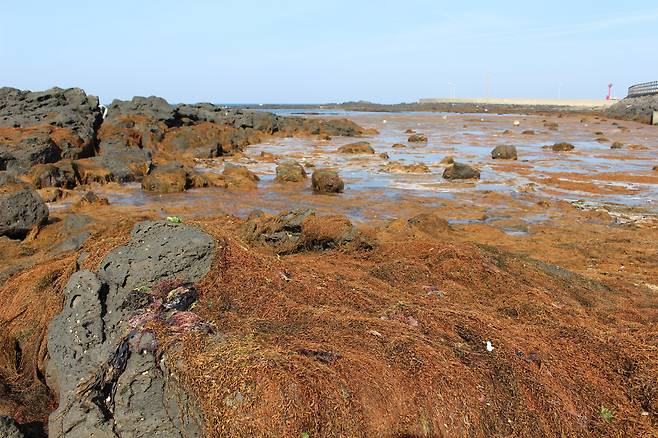 제주 해안을 뒤덮고 있는 괭생이모자반. /제주도