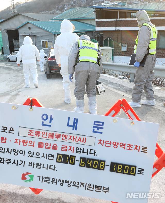 [세종=뉴시스]강종민 기자 = 세종시 산란계농장 밀집단지에서 고병원성 조류인플루엔자(H5N8)가 발생한 6일 오후 방역 관계자들이 살처분 작업을 하기 위해 이동하고 있다. 이날 세종시와 방역 당국은 이 농장의 닭 13만7000 마리와 가축단지 안 농가에서 사육하는 27만3000 마리를 살처분 했다. 2021.01.06.  ppkjm@newsis.com