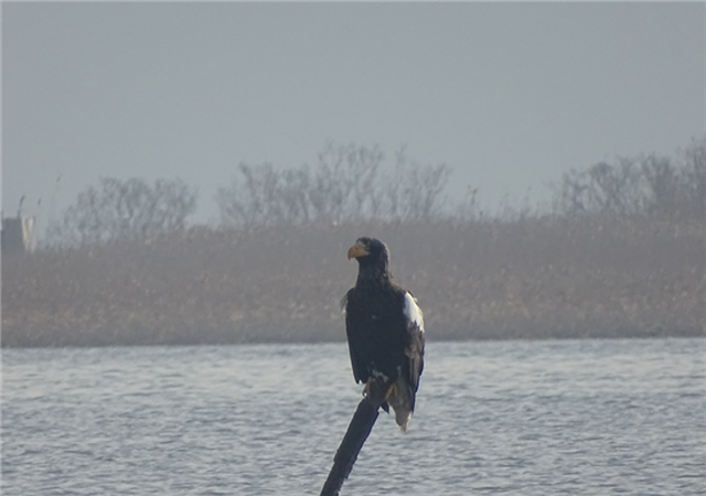 ▲낙동강하구에서 관찰된 멸종위기Ⅰ급 참수리.ⓒ낙동강청