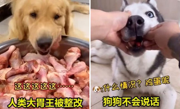 지난해 사람 먹방이 금지된 중국에서는 개를 대신 주인공으로 내세운 동물 먹방이 문제가 됐다.