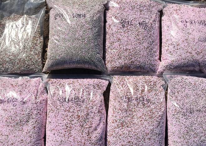 양파 전용 비료 [전남농업기술원 제공·재판매 및 DB 금지]