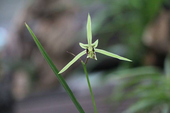 한란. 제주 한라수목원 난 전시실.