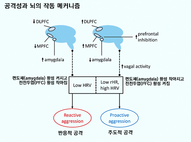 공격성은 반응적 공격(reactive aggression)과 주도적 공격(proactive aggression)으로 나뉘는데, 뇌의 작동 메커니즘이 전혀 다르다. 반응적 공격을 할 때는 편도체(amygdala) 활성이 커지고 전전두엽(PFC) 활성이 작아지는 반면 주도적 공격을 할 때는 그 반대가 된다. 인간은 반응적 공격을 자제하고 주도적 공격을 능숙하게 할 수 있게 진화했다. ‘심리 범죄 및 법률’ 제공