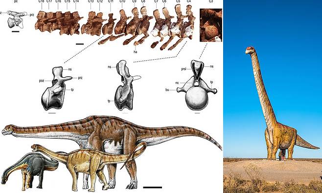 역대 가장 큰 공룡 타이틀 바뀌나…신종 추정 용각류 화석 발견