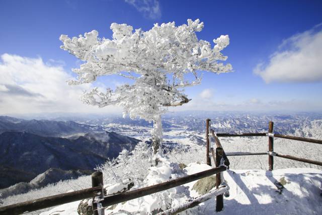 덕유산 정상으로 가는 길목에서 만난 구상나무 한 그루가 새하얀 눈꽃을 피웠다.