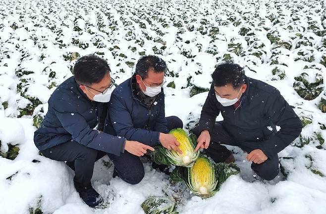 전남농협, 대설·한파 덮친 해남 겨울배추 작황·수급 점검 [연합뉴스 자료]