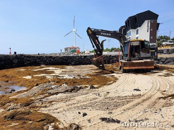 제주도 해안으로 유입된 중국발 괭생이모자반 수거작업