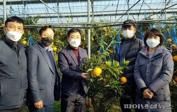 NH농협무역 김재기 대표이사(가운데)가 서귀포시 성산읍의 한라봉 농가를 찾아 한라봉을 살펴보고 있다. [농협 제공]