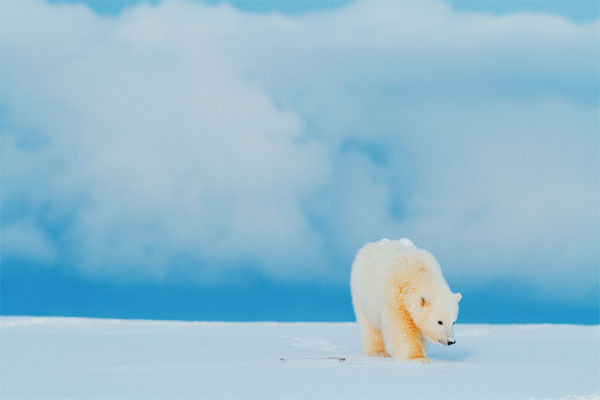 `Polar Bear`s Day`