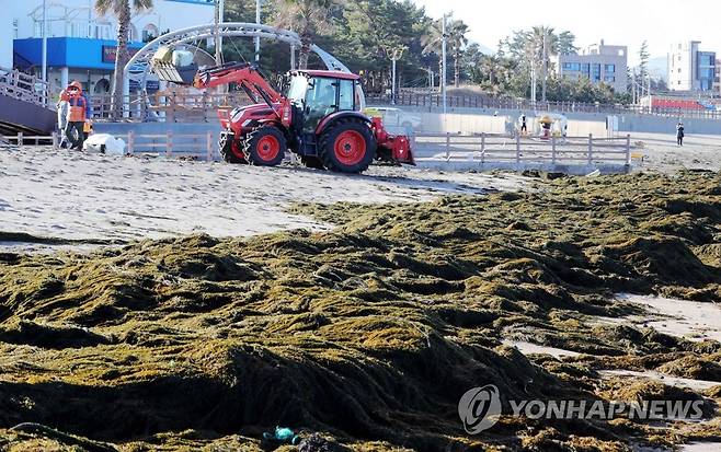 괭생이모자반에 섞인 해양쓰레기 수거 (제주=연합뉴스) 변지철 기자 = 19일 오전 제주시 이호해수욕장에서 예년보다 일찍 밀려온 '바다의 불청객' 괭생이모자반 수거를 위해 제주시 관계자들이 괭생이모자반에 섞인 쓰레기를 분리하고 있다. 2021.1.9 bjc@yna.co.kr