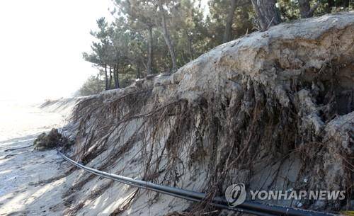 무너져 내리는 강릉 해송 숲 (강릉=연합뉴스) 이해용 기자 = 20일 강원 강릉시 송정해변의 해송들이 반복된 해안침식으로 뿌리를 드러내고 있다. 2021.1.20