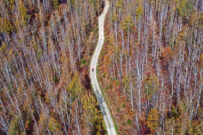 영양 죽파리 자작나무숲. /경북문화관광공사