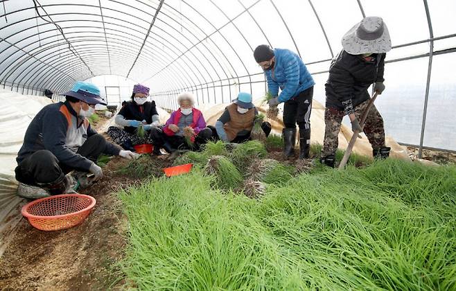 충남 태안지역 농민들이 비닐하우스 안에서 달래를 수확하고 있다. 태안군 제공