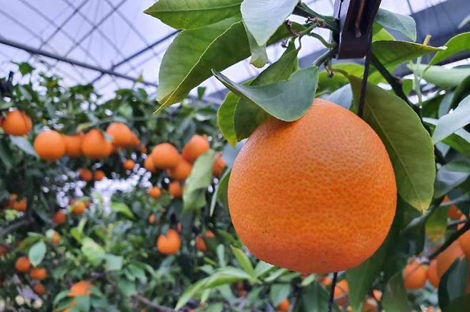 황금향을 재배하고 있는 친환경 채소단지. 전라남도 제공