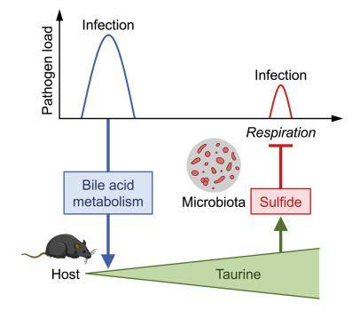 타우린과 감염의 상관관계 [저널 '셀' 논문 발췌 / 재판매 및 DB 금지]
