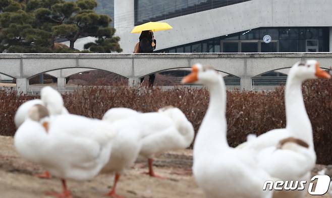 대전 유성구 한국과학기술원(KAIST) 캠퍼스에서 휴식을 취하는 거위 뒤로 학생들이 우산을 쓰고 지나고 있다. 2021.1.21/뉴스1 © News1 김기태 기자