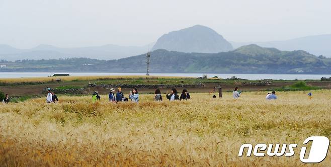 제주 서귀포시 가파도 청보리 밭에서 관광객들이 누렇게 익은 청보리길을 걸으며 즐거운 시간을 보내고 있다.2017.5.8/뉴스1 © News1 DB