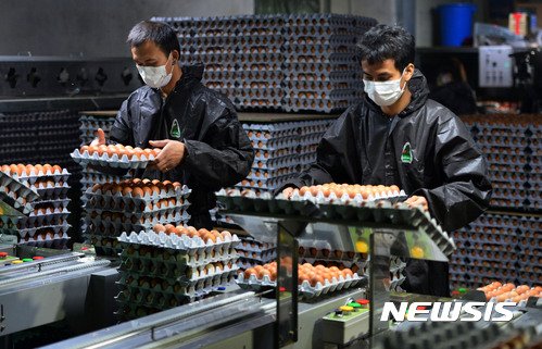 경기도 양주시 한 산란계 농장 출하장에서 외국인 노동자들이 달걀을 선별 작업을 하고 있다. 뉴시스 제공
