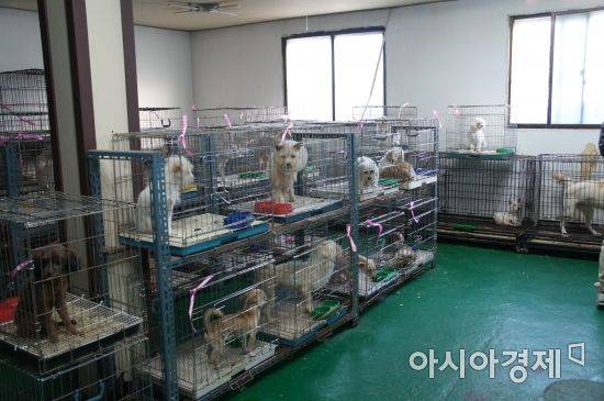 자료사진 [아시아경제DB]