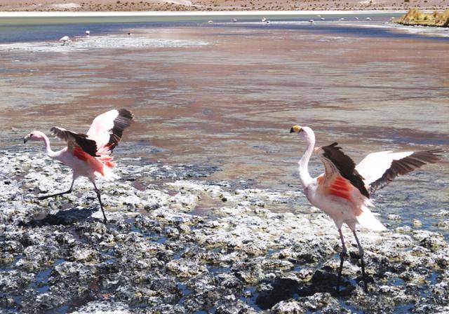 속세와 완벽히 결별한 이곳에선 굳이 접근하지 않아도 기상천외한 몸짓의 플라밍고를 가까이서 볼 수 있다. ⓒ강미승