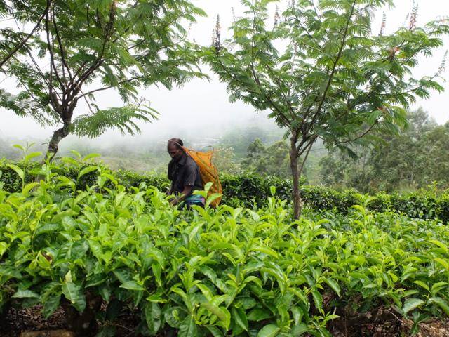 하푸탈레에는 해발 1,400m 고지에서 100% 손으로만 딴 찻잎을 취급하는 농장이 이어진다. ⓒ강미승