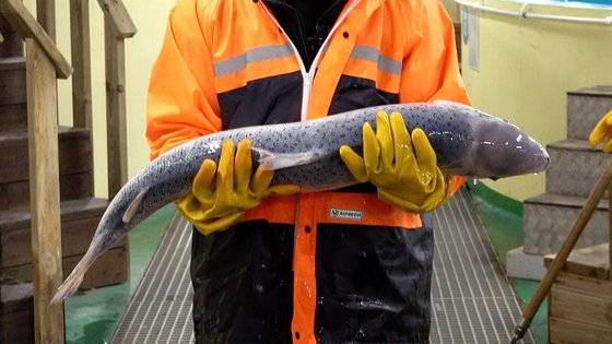 강원도 환동해본부 한해성수산자원센터에서 양식 연구 중인 대서양연어. 길이가 1m에 육박한다. 왕준열PD