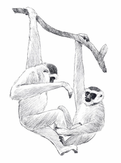 자바 긴팔원숭이 (오와) 일러스트 | 고경주