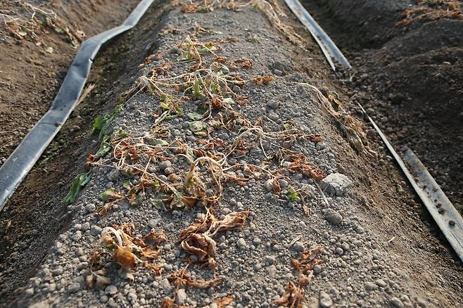 '언 피해' 입은 감자 이파리 [촬영 한지은]