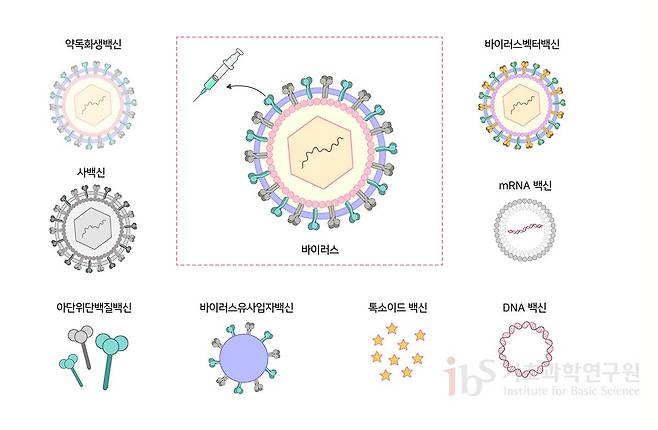 백신은 면역 선행학습을 위해 사용된 항원 및 물질의 종류에 따라 약독화생백신, 사백신, 아단위단백질백신, 바이러스유사입자백신, 톡소이드백신, DNA 및 mRNA 백신, 바이러스벡터백신 등으로 구분할 수 있다./IBS